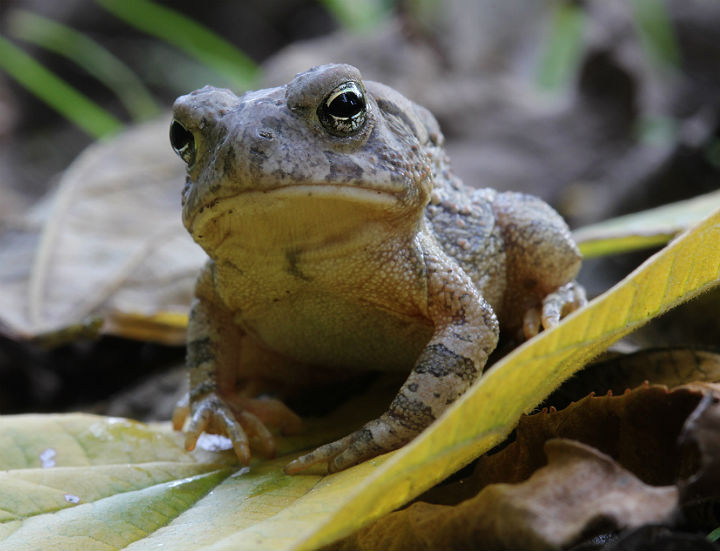 Fowler's Toad